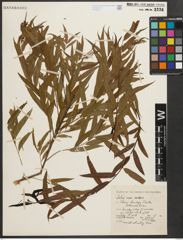Foto von Salix nigra Marshall